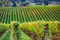 Unwined Trips: Willamette Valley October 1-5, 2026 - Deposit